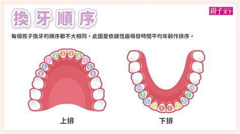 大牙會換牙嗎|換牙順序一次看！兒童換牙時間、注意事項、常。